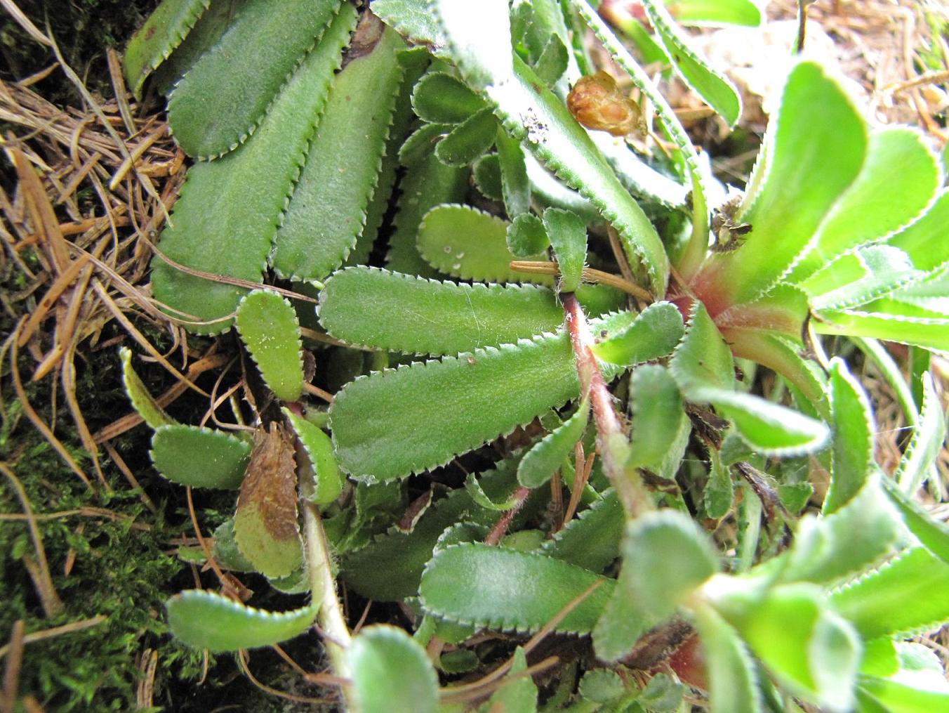 Saxifraga hostii  / Sassifraga di Host